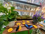 Expoziție de fluturi tropicali la Brăila Mall