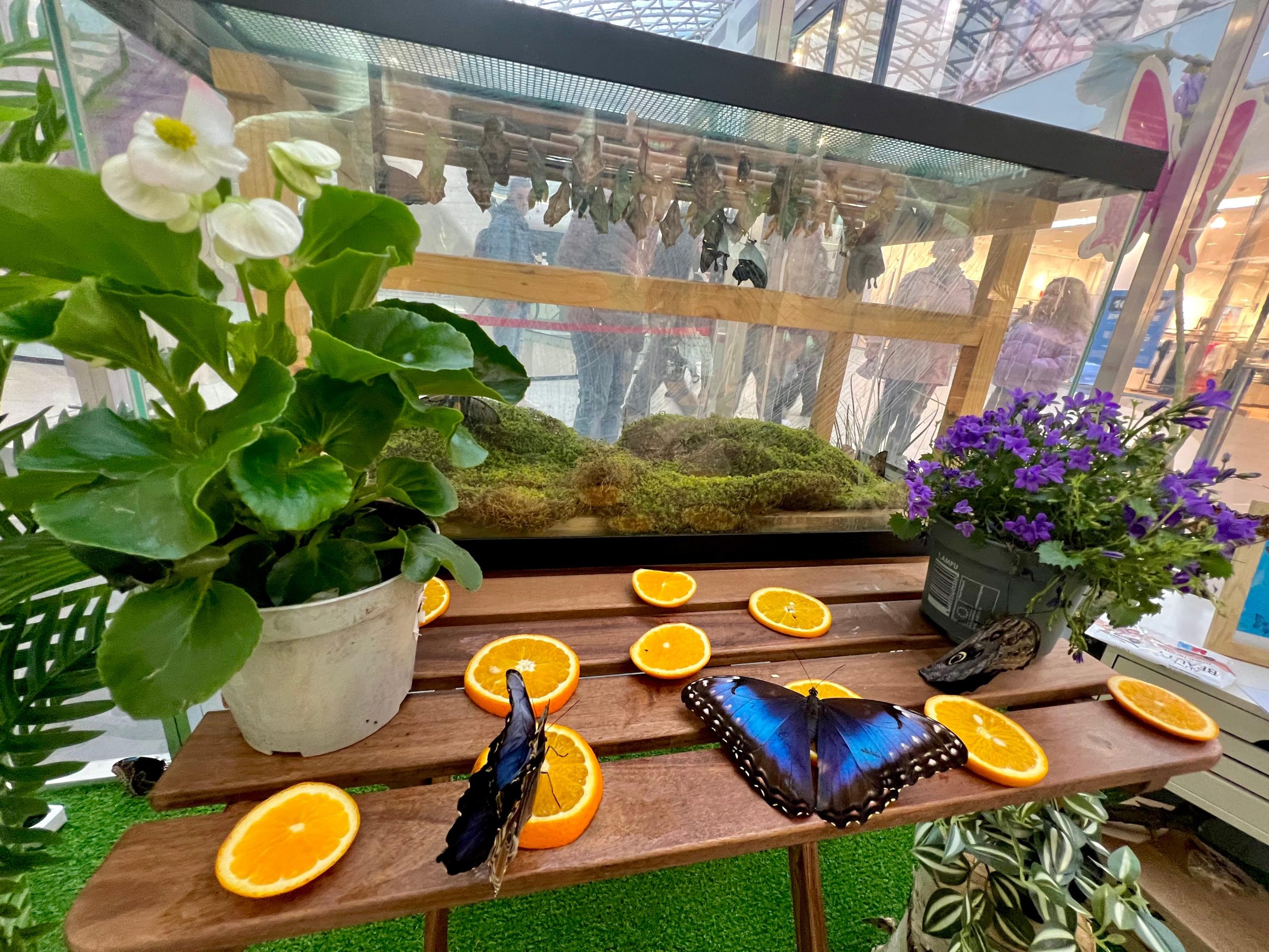 Expoziție de fluturi tropicali la Brăila Mall