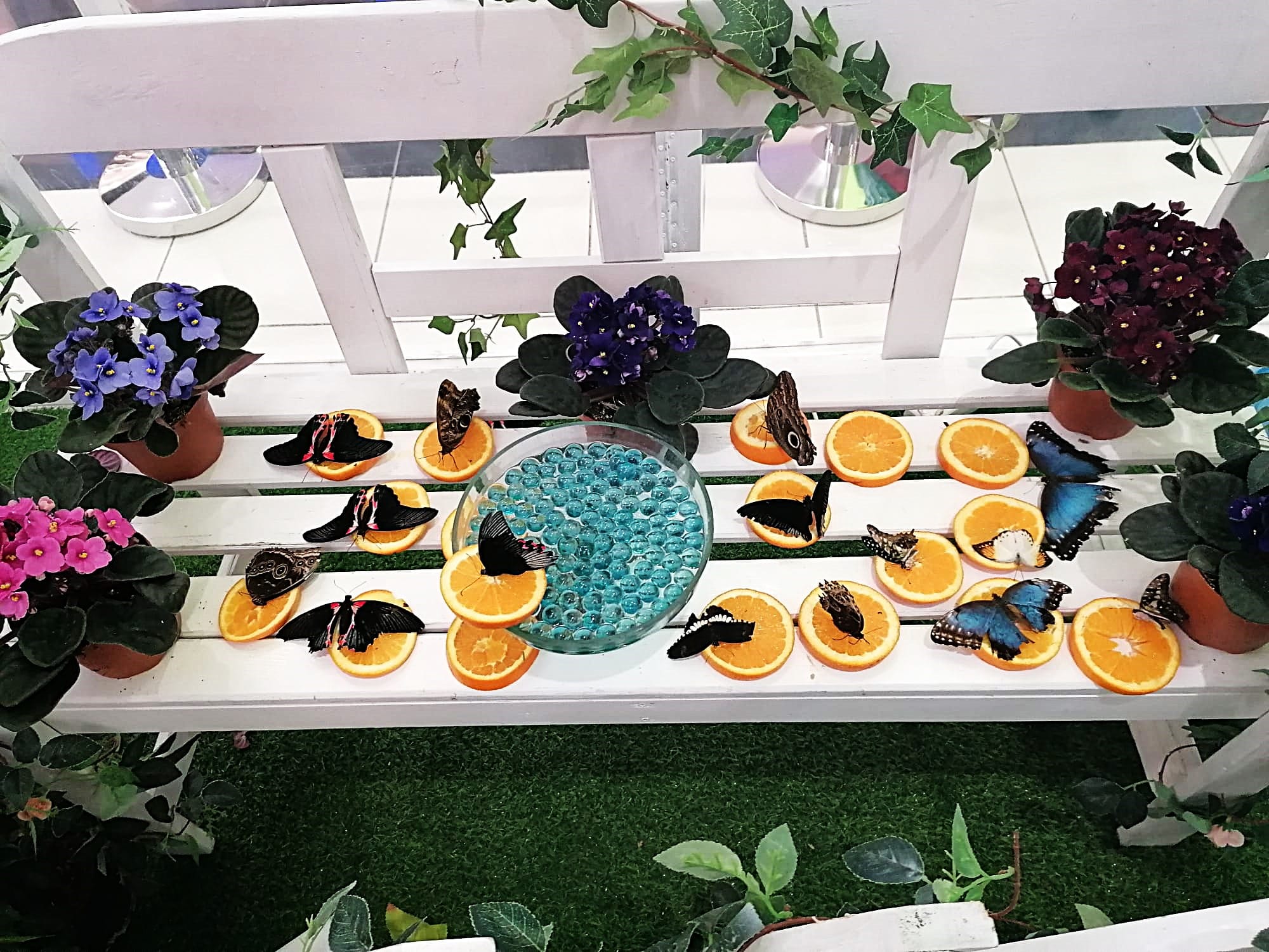Expoziție de fluturi tropicali la Shopping City Galați, în perioada 30 aprilie – 4 mai: peste 150 de specii Expoziție de fluturi tropicali la Shopping City Galați, în perioada 30 aprilie – 4 mai: peste 150 de specii