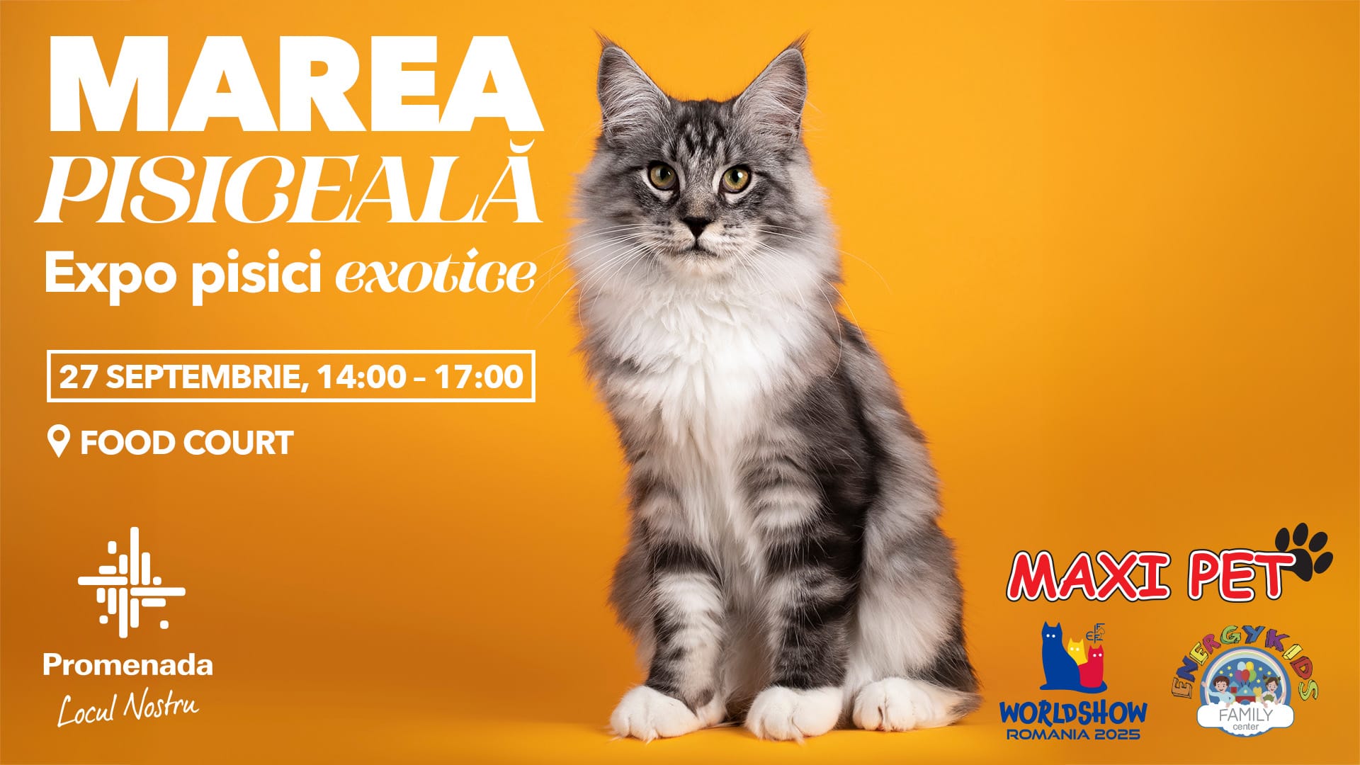 Promenada Craiova găzduiește un eveniment dedicat iubitorilor de pisici