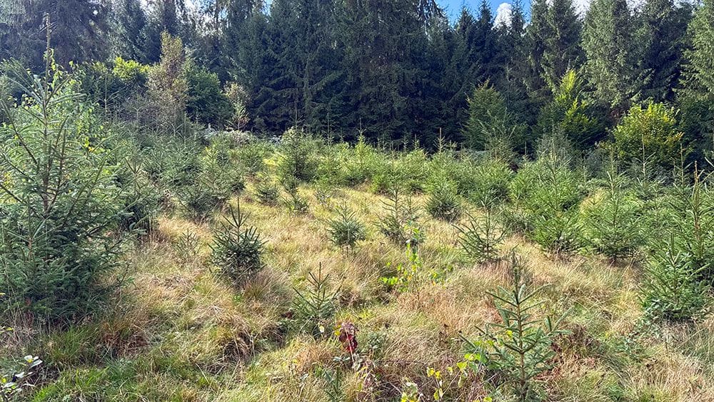 Rezultatele a 8 ani de parteneriat Plantăm fapte bune în România și JYSK: 178.000 de copaci plantați Rezultatele a 8 ani de parteneriat Plantăm fapte bune în România și JYSK: 178.000 de copaci plantați