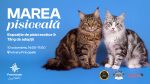 Centrul comercial Promenada Craiova găzduiește „Marea Pisiceală”, cu expoziție de pisici de rasă și târg de adopții
